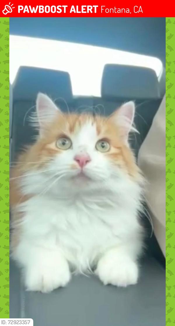 Lost Male Cat last seen Hemlock and walnut , Fontana, CA 92336