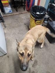 Found/Stray Male Dog last seen 59th and North Lewis Ave, Tulsa, OK 74130