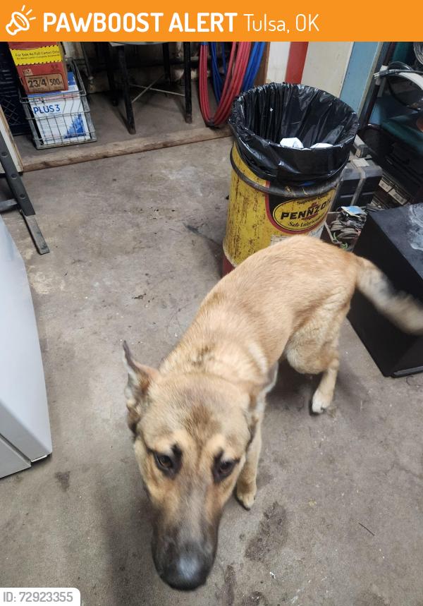 Found/Stray Male Dog last seen 59th and North Lewis Ave, Tulsa, OK 74130