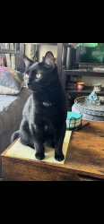 Lost Female Cat last seen The view at Paris mountain apmts, poinsett highway, Greenville, SC 29609