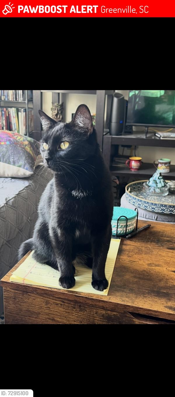 Lost Female Cat last seen The view at Paris mountain apmts, poinsett highway, Greenville, SC 29609