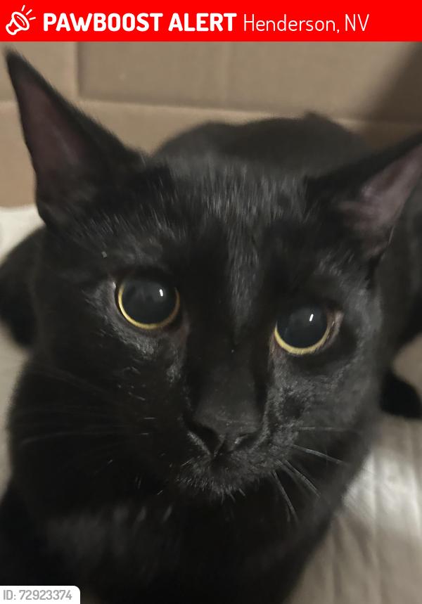 Lost Male Cat last seen Whitney ranch , Henderson, NV 89014
