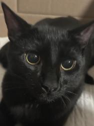 Lost Male Cat last seen Whitney ranch , Henderson, NV 89014
