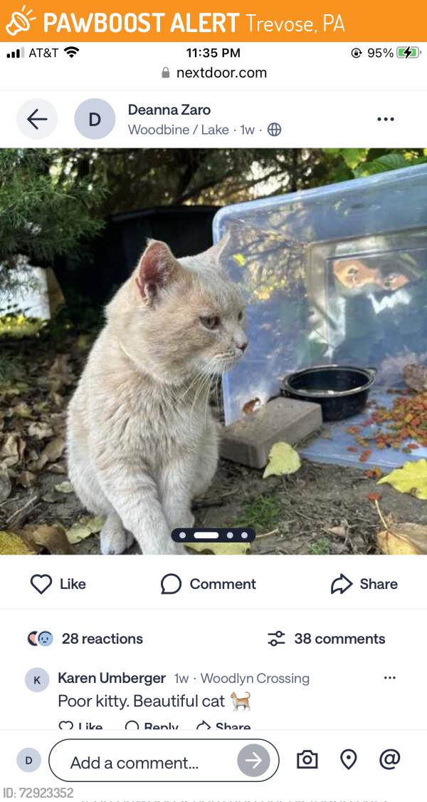 Found/Stray Unknown Cat last seen Meadowbrook and Somers Ave, Trevose, PA 19053