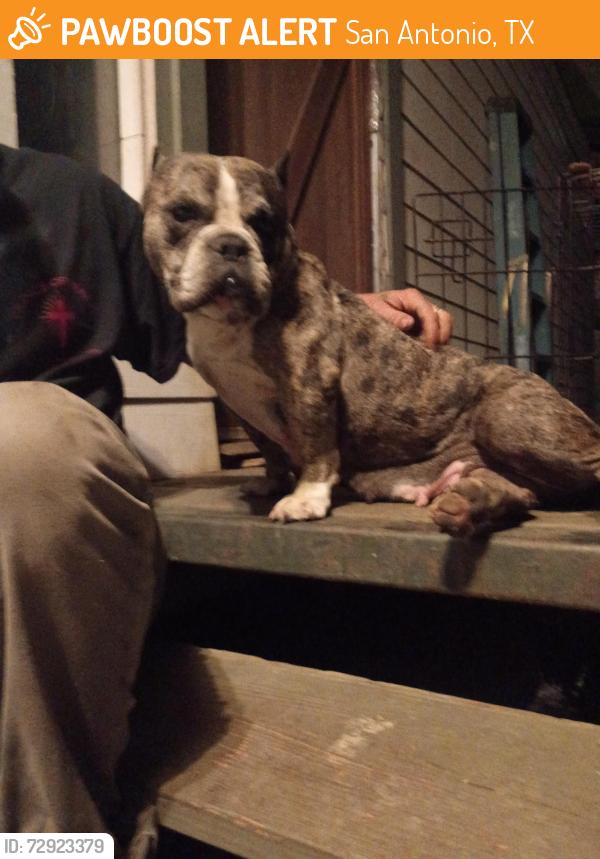 Found/Stray Female Dog last seen Lonestar brewery , San Antonio, TX 78215