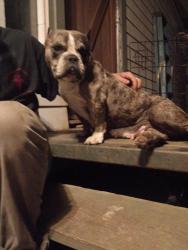 Found/Stray Female Dog last seen Lonestar brewery , San Antonio, TX 78215