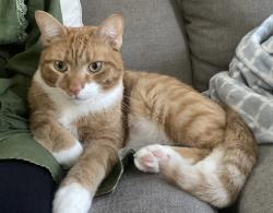 Reunited Male Cat last seen Baker Avenue and Plum Street, Schenectady, NY 12309