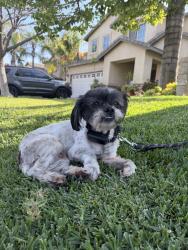 Reunited Female Dog last seen Beech & Baseline, Fontana, CA 92336