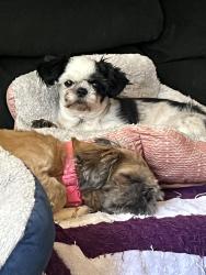 Reunited Male Dog last seen 31st Ave SE/Cherokee Park Blvd, Puyallup, WA 98374