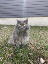 Reunited Male Cat last seen Brookgreen Drive, Calgary, AB T2W