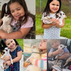 Lost Female Dog last seen Lancaster and Oakridge (Dumont st), Belle Isle, FL 32809