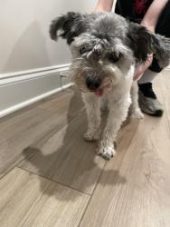 Reunited Unknown Dog last seen Seaton Way, River Rd, Columbia, TN 38401