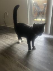 Reunited Male Cat last seen Conway and lake underhill , Orlando, FL 32803