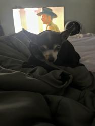 Lost Female Dog last seen Schadt street Fort Worth Texas 76106, Fort Worth, TX 76106