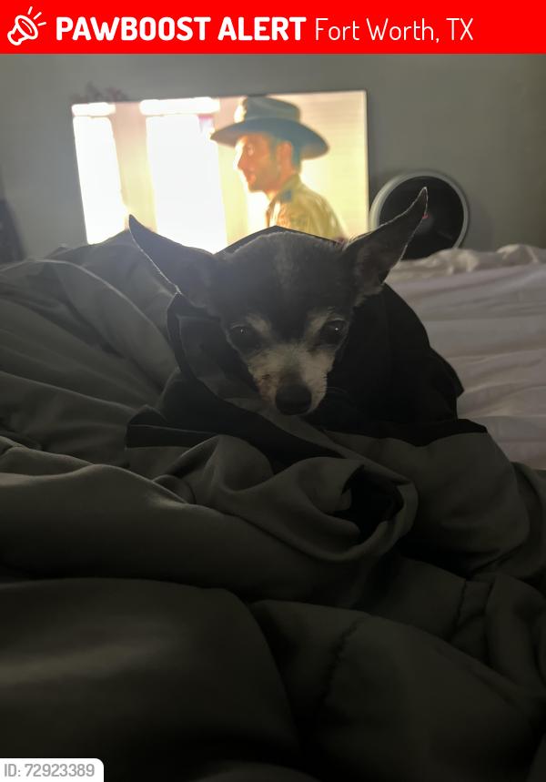 Lost Female Dog last seen Schadt street Fort Worth Texas 76106, Fort Worth, TX 76106