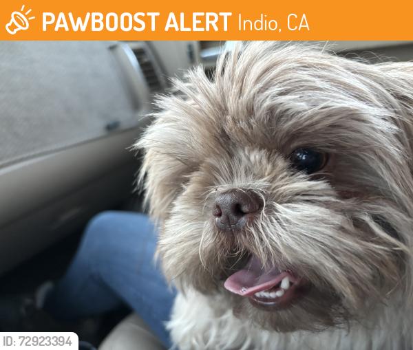 Found/Stray Unknown Dog last seen Behind WinCo foods on Jackson , Indio, CA 92203