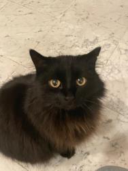 Lost Female Cat last seen Capitol Hill - Near Ensign Peak Trail, Salt Lake City, UT 84103