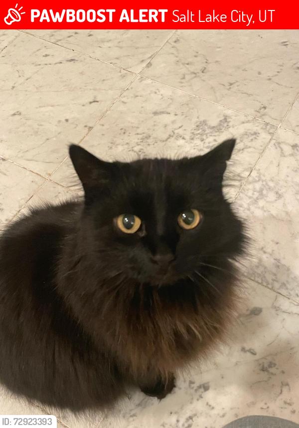 Lost Female Cat last seen Capitol Hill - Near Ensign Peak Trail, Salt Lake City, UT 84103