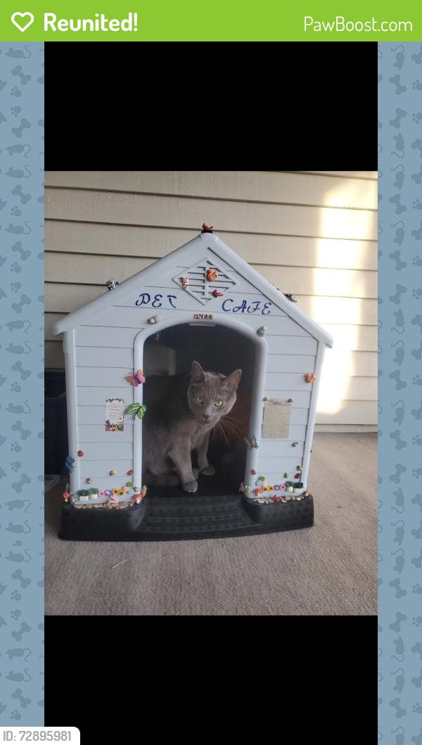 Reunited Male Cat last seen Near Oyster Bay Ct, Indianapolis, IN 46236, USA, Indianapolis, IN 46236