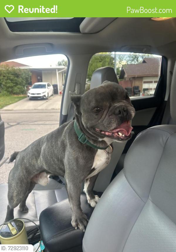 Reunited Male Dog last seen Near N in Provo, Provo, UT 84604