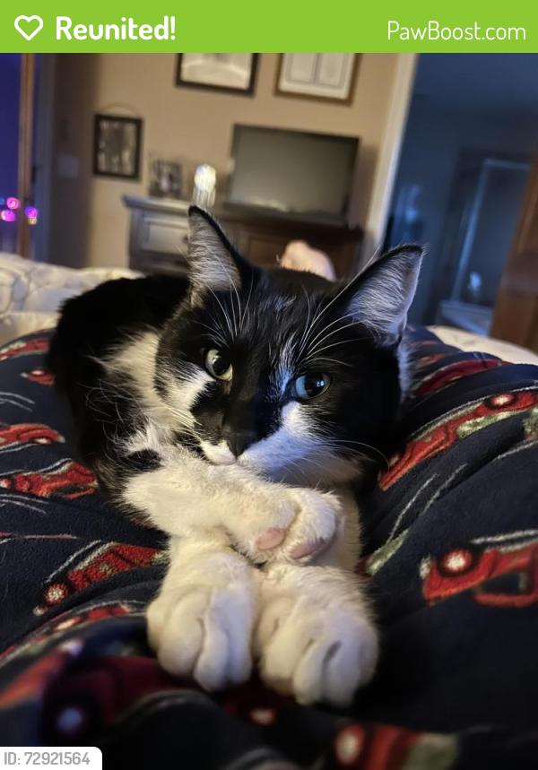 Reunited Female Cat last seen Steeplechase Drive and Blackhawk Drive, Windsor, CO 80550