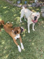 Found/Stray Male Dog last seen San Bernardino County , San Bernardino, CA 92410