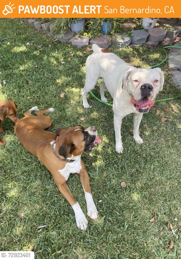 Found/Stray Male Dog last seen San Bernardino County , San Bernardino, CA 92410