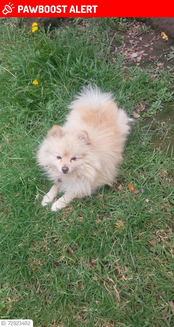 Lost Male Dog last seen Visto última vez en la calle de derechos agrarios , Chalco de Díaz Covarrubias, Méx. 56608