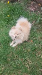 Lost Male Dog last seen Visto última vez en la calle de derechos agrarios , Chalco de Díaz Covarrubias, Méx. 56608