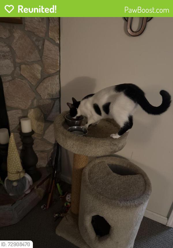 Reunited Female Cat last seen Vanderford Rd North, Lakeside, FL 32073