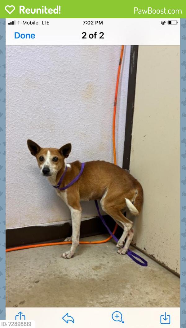 Reunited Female Dog last seen thumper lane canyon lake tx ( pure pastures ), Canyon Lake, TX 78133