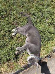 Found/Stray Unknown Cat last seen West 5th street , Oxnard, CA 93033
