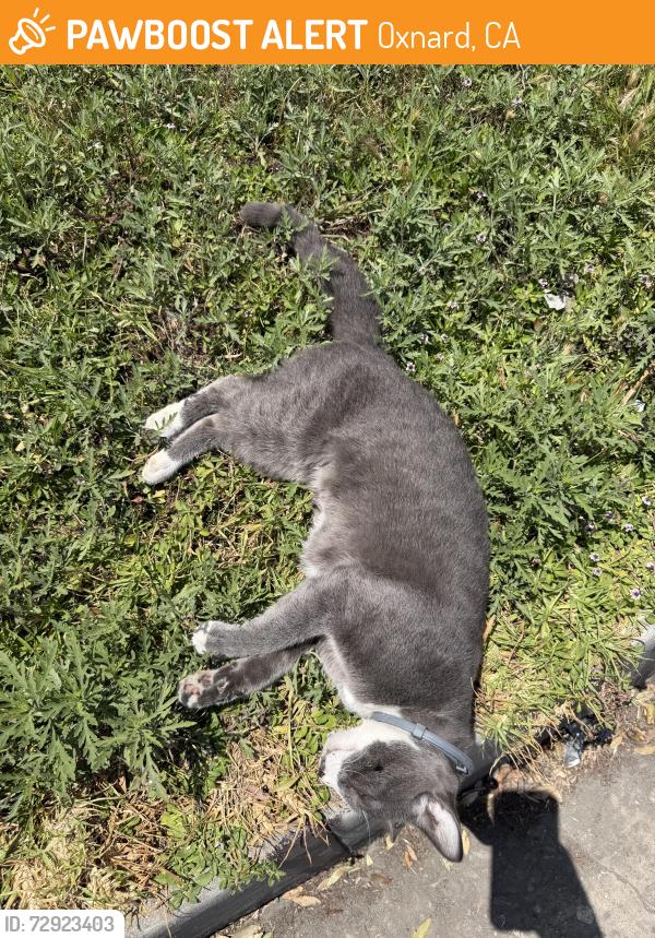 Found/Stray Unknown Cat last seen West 5th street , Oxnard, CA 93033