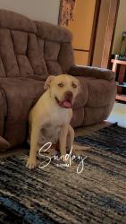Reunited Female Dog last seen Paramount terrace elementary , Amarillo, TX 79109