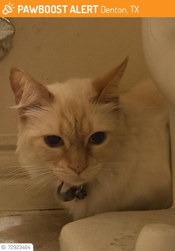 Found/Stray Unknown Cat last seen Drexel and DePaul drive, Denton, TX 76210