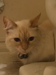 Found/Stray Unknown Cat last seen Drexel and DePaul drive, Denton, TX 76210