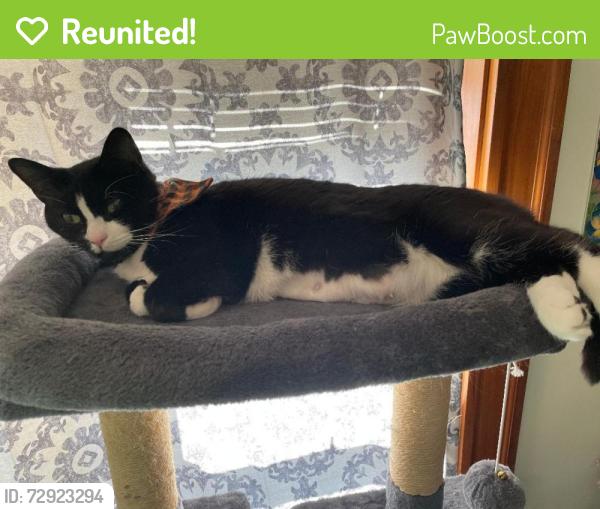 Reunited Female Cat last seen Slade St and Holden Rd, Belmont, MA 02478