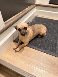 Found/Stray Male Dog last seen Desnoyers st , Green Bay, WI 54303