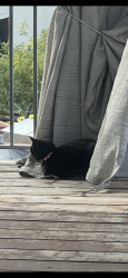 Lost Female Cat last seen Senter Road/Seven Trees, San Jose, CA 95111