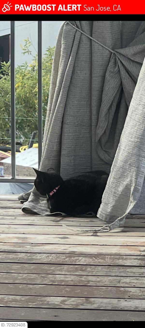 Lost Female Cat last seen Senter Road/Seven Trees, San Jose, CA 95111