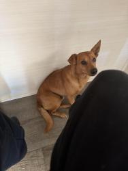 Lost Male Dog last seen Near towerwood dr, Conroe, TX 77306
