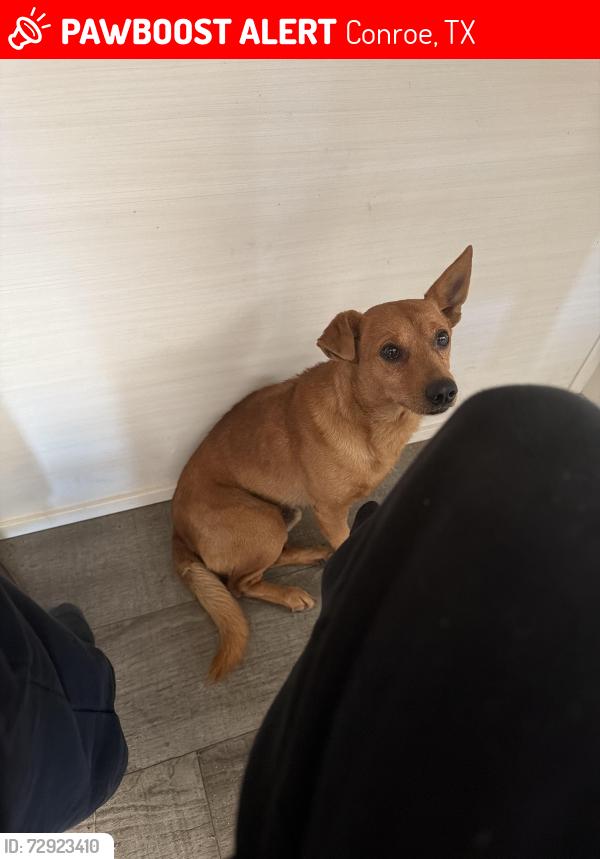 Lost Male Dog last seen Near towerwood dr, Conroe, TX 77306
