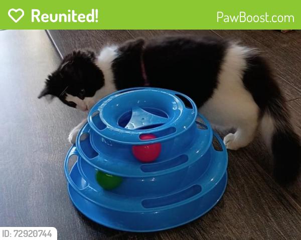 Reunited Female Cat last seen Harvest Cafe; 6999 Stirling Road, Davie, FL 33314