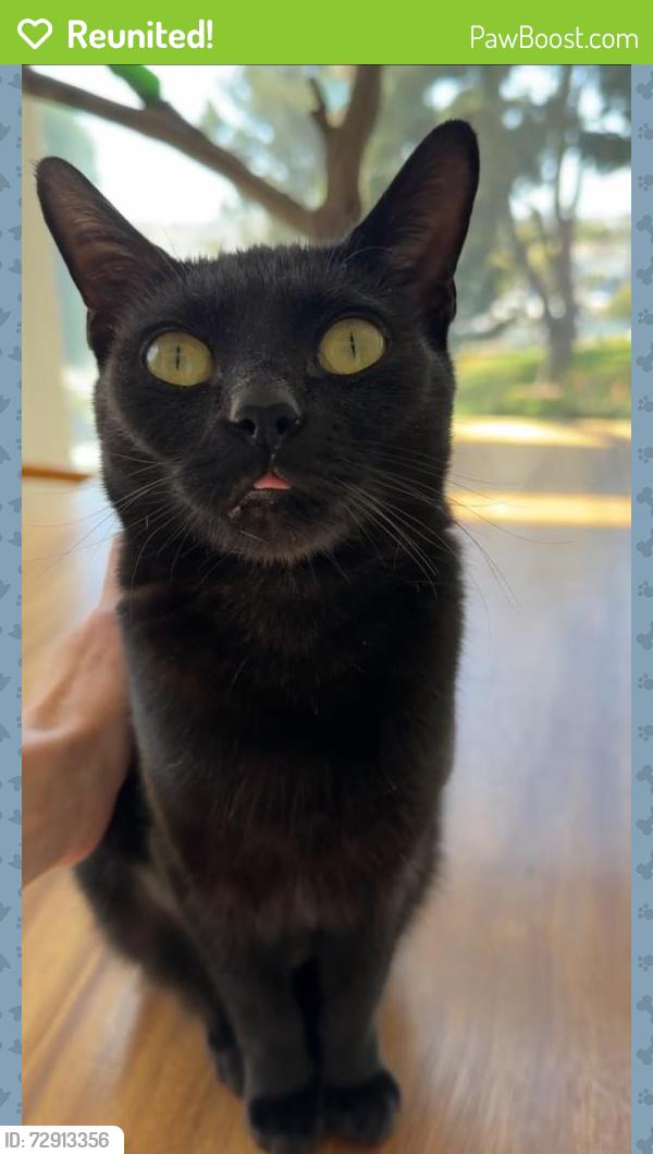Reunited Female Cat last seen San Juan and 7th Ave, Los Angeles, CA 90291