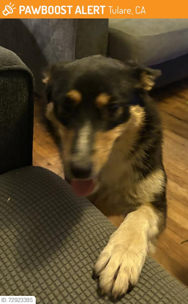Found/Stray Female Dog last seen North N and College, Tulare, CA 93274