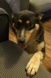 Found/Stray Female Dog last seen North N and College, Tulare, CA 93274
