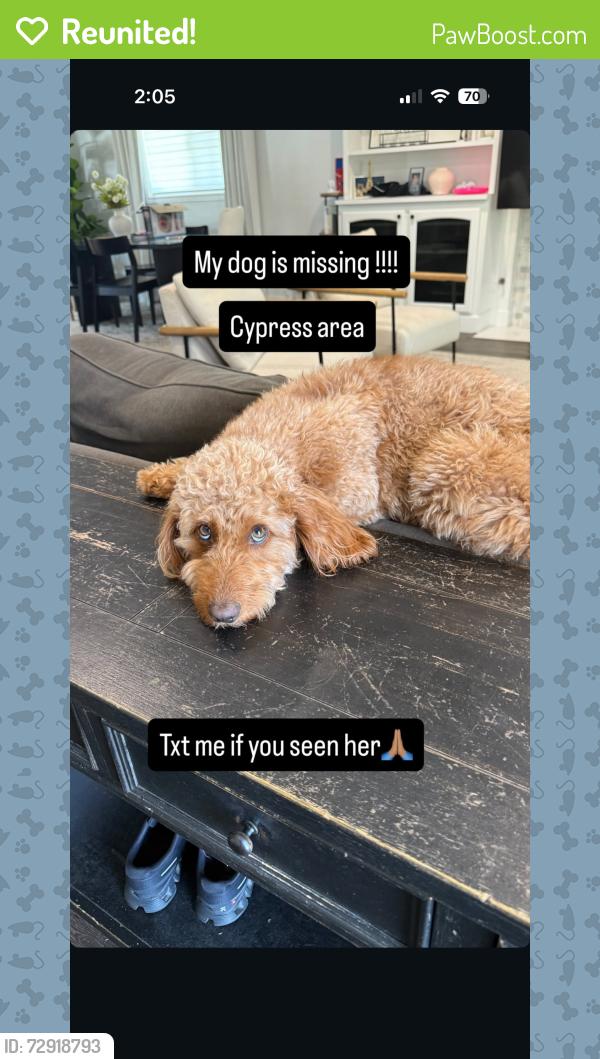 Reunited Female Dog last seen Valley view & orange, Cypress, CA 90630