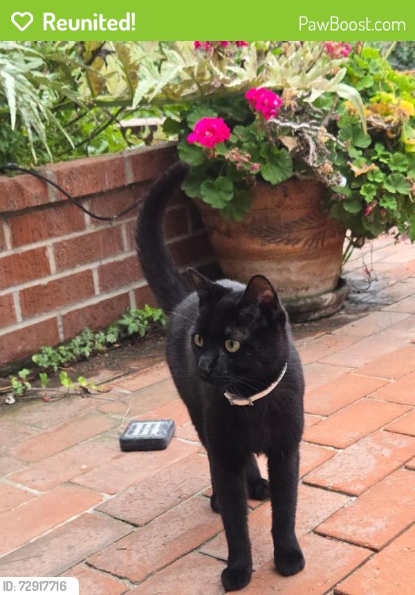 Reunited Unknown Cat last seen By Williams Ave and Smith DR, La Verne, CA 91750