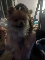 Found/Stray Unknown Dog last seen Starbucks on lonetree, Rocklin, CA 95765