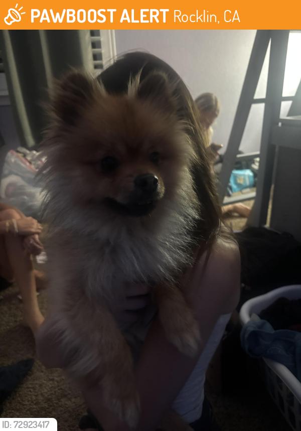 Found/Stray Unknown Dog last seen Starbucks on lonetree, Rocklin, CA 95765